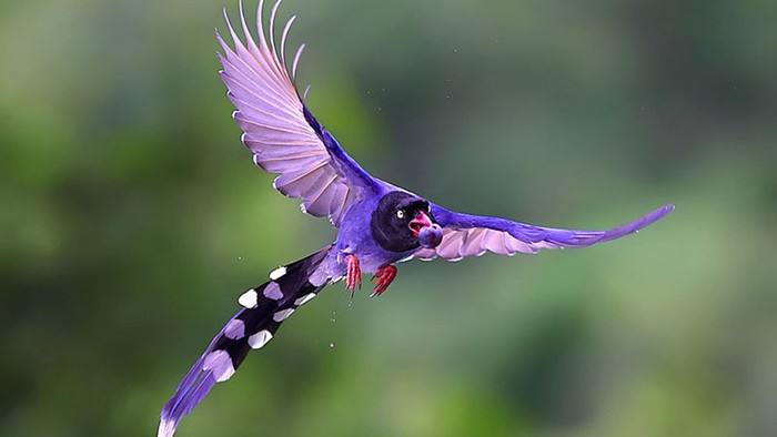 Chiều dài cơ thể của chim giẻ cùi trưởng thành vào khoảng 65-68 cm, trọng lượng trung bình ước đạt 196-232 g. 