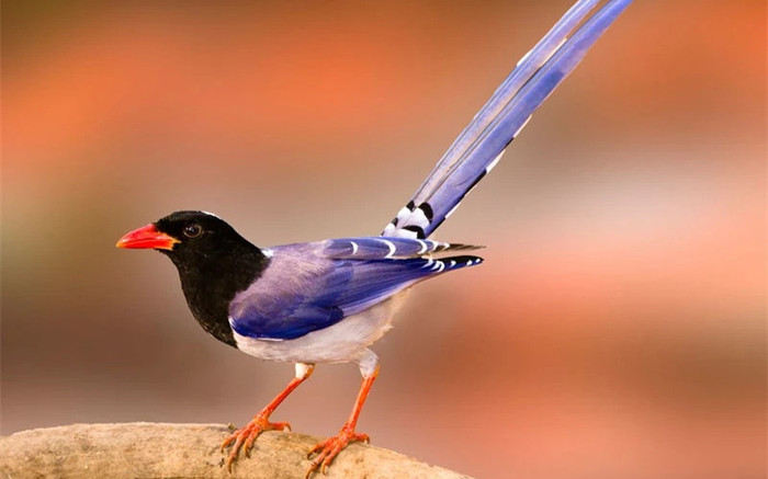 Loài chim với ngoại hình sặc sỡ xuất hiện trong ca dao, tục ngữ Việt Nam Ảnh 2