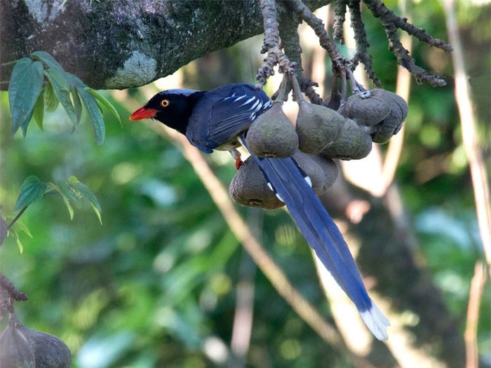 Giẻ cùi thuộc họ quạ, gồm nhiều loại như giẻ cùi mỏ to, giẻ cùi mỏ vàng, giẻ cùi vàng, giẻ cùi xanh, giẻ cùi bụng vàng...