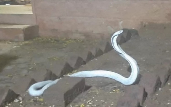 Rắn hổ mang bạch tạng cực hiếm trôi vào nhà dân Ảnh 2