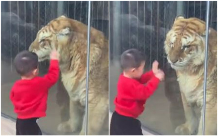 Bé trai 'đánh nhau' với con hổ khổng lồ qua cửa kính và cái kết bất ngờ sau đó Ảnh 2