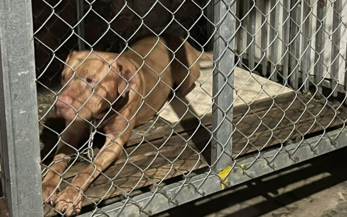 Hai vợ chồng nuôi chó Pitbull và hậu quả kinh hoàng không thể sửa chữa Ảnh 2