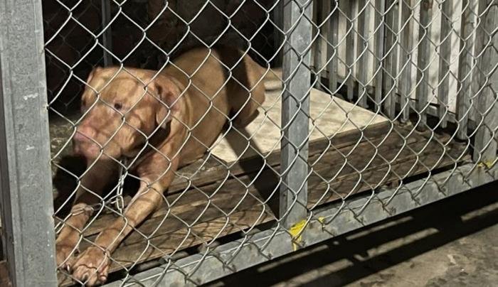 Hai vợ chồng nuôi chó Pitbull và hậu quả kinh hoàng không thể sửa chữa Ảnh 1