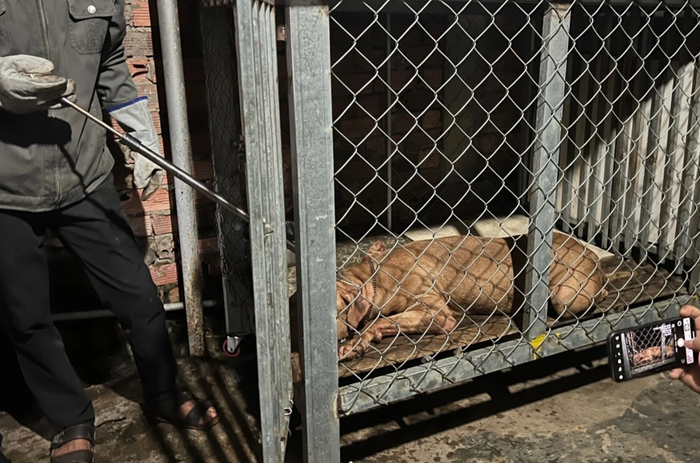 Chó pitbull bị gây mê để phục vụ công tác điều tra (Ảnh: Công an cung cấp).