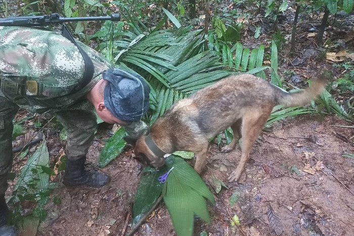 4 đứa trẻ sống sót diệu kỳ trong rừng rậm Colombia suốt 2 tuần sau tai nạn máy bay Ảnh 1