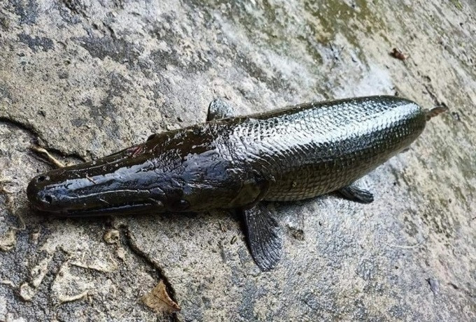 Loài cá sấu hỏa tiễn