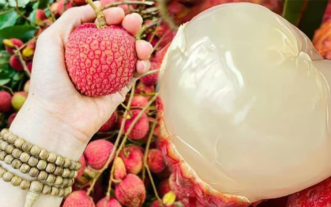 3 loại vải đắt đỏ bậc nhất Việt Nam, mỗi dịp vào mùa có tiền chưa chắc đã mua được Ảnh 2