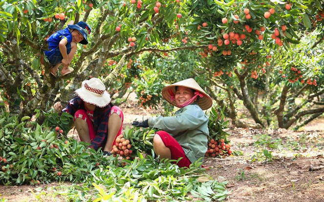 Thay vì mua cân, người tiêu dùng rộ mốt mua cả cây vải thiều ăn cho đỡ 'nghiện' Ảnh 2