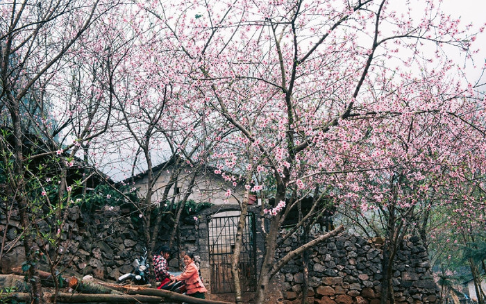 Vẻ đẹp của Hà Giang qua bốn mùa Ảnh 2