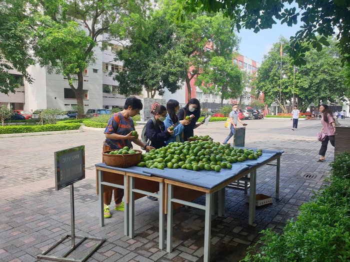 Chuẩn 'trường nhà người ta', Đại học Ngoại thương Hà Nội tặng xoài 'của nhà trồng' cho sinh viên Ảnh 1