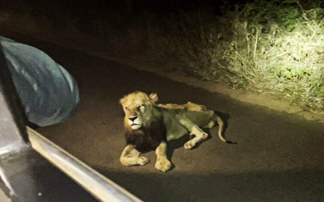 Xót xa hình ảnh cuối cùng của 'Vua sư tử' lừng danh một thời ở Nam Phi Ảnh 2