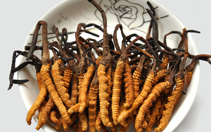 Mua đông trùng hạ thảo xịn liệu có dễ, công dụng thực sự 'thần thánh' như lời đồn? Ảnh 2