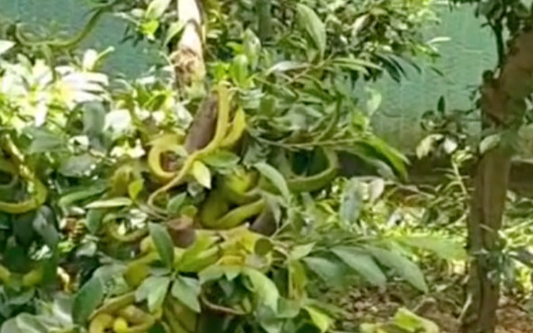 Chủ vườn 'suýt ngất' trước vườn cây bị hàng chục 'bé Na' bám lủng lẳng Ảnh 2