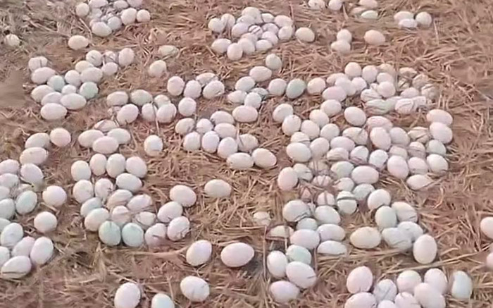 Cưới nhau 1 năm nhưng chưa bao giờ thấy vợ đụng vào món trứng, chồng tìm hiểu mới ngỡ ngàng lý do Ảnh 2