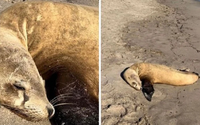 Hơn 1.000 con hải cẩu và cá heo chết dạt vào bờ biển California Ảnh 2