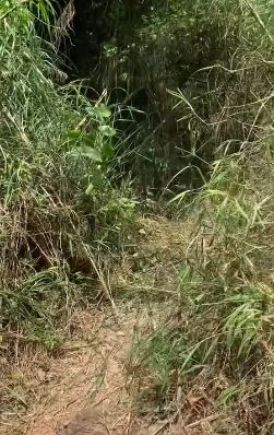 Con đường rậm rạp đi đến nơi tránh nóng