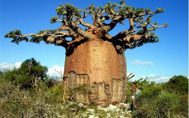 Kỳ lạ loài cây có thể trữ 2 tấn nước, gia đình 4 người dùng nửa năm không hết Ảnh 2