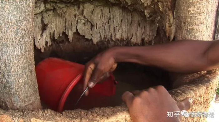 Kỳ lạ loài cây có thể trữ 2 tấn nước, gia đình 4 người dùng nửa năm không hết Ảnh 3