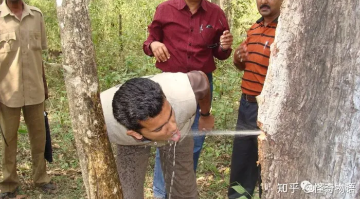 Kỳ lạ loài cây có thể trữ 2 tấn nước, gia đình 4 người dùng nửa năm không hết Ảnh 4