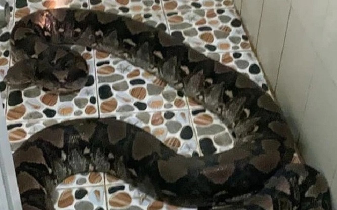 'Nổi da gà' khi phát hiện trăn gấm 50kg nằm ở nhà vệ sinh Ảnh 2