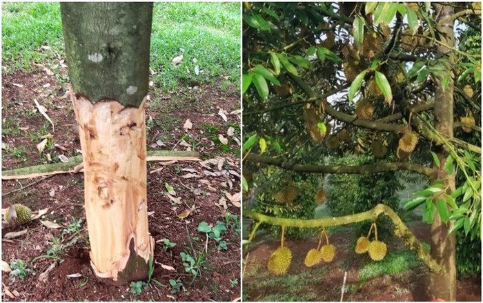 Xót xa hàng chục cây sầu riêng sắp đến ngày thu hoạch bị kẻ gian phá hoại Ảnh 2