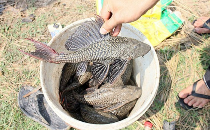 Gia đình khó khăn, bé gái ngoan hiền bắt cá lau kính ăn rồi tử vong thương tâm Ảnh 2