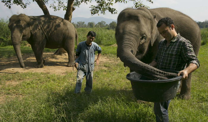 Có khoảng 20 con voi làm nhiệm vụ ăn và thải ra hạt cà phê tại đây. Blake Dinkin, người sáng tạo ra loại cà phê lạ này cho biết, axit trong ruột voi sẽ loại bỏ protein trong hạt cà phê (vốn là nguyên nhân tạo ra vị đắng), nhờ đó tạo ra hương vị đặc biệt, không còn đắng như cà phê thường.