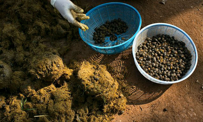 Không chỉ vậy, cà phê do voi thải ra còn có vị trái cây do được tiêu hóa cùng với chuối, mía và một số loại khác và phải mất từ 15 đến 30 giờ tính từ lúc voi ăn hạt đến khi 'ra thành phẩm'. Trong quá trình tiêu hóa, rất nhiều hạt bị nhai, vỡ hoặc biến mất trước khi được bài tiết, nên khoảng 33kg hạt mới thu được một kg Black Ivory thô. 