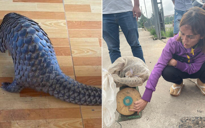 'Tham' con tê tê quý, người phụ nữ trả giá đắt Ảnh 2