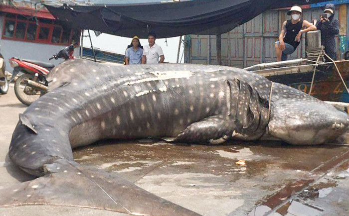 Con cá với kích thước khổng lồ hiện đã được mai táng theo phong tục địa phương. Ảnh: Báo Giao Thông