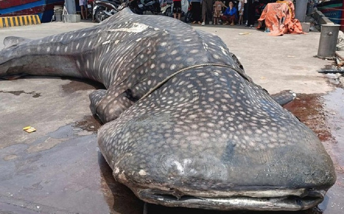 Cận cảnh xác con cá khổng lồ dạt vào bờ biển Nghệ An Ảnh 2