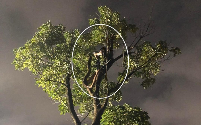 Dân tình 'hốt hoảng' khi thấy chàng trai đu concert BlackPink ... trên cây Ảnh 2