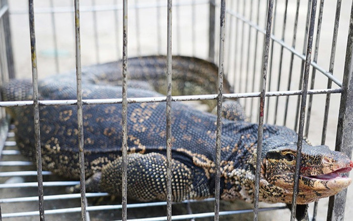 Kỳ đà quý hiếm bò vào sân nhà dân ở Hà Tĩnh Ảnh 2