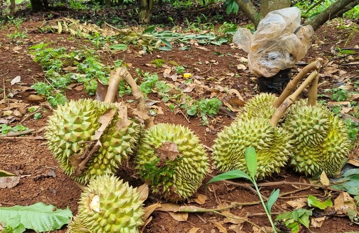 Rơi nước mắt nhìn vườn sầu riêng bị kẻ gian cạo trắng gốc Ảnh 2