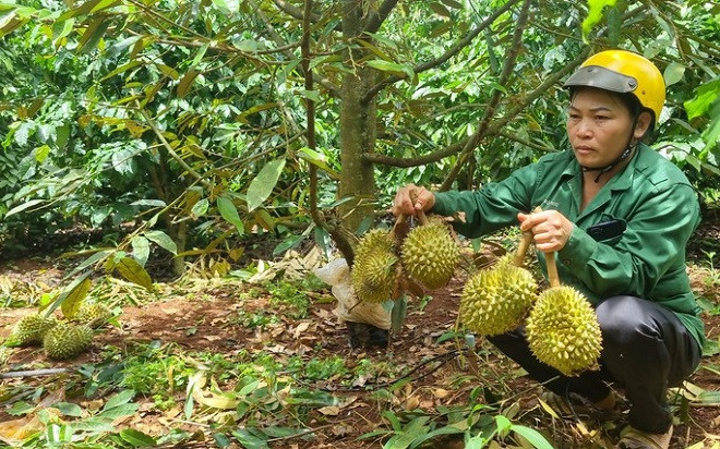 Rơi nước mắt nhìn vườn sầu riêng bị kẻ gian cạo trắng gốc Ảnh 2