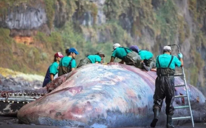 Xác cá nhà táng trôi dạt vào bờ, mổ bụng phát hiện 'báu vật' quý hiếm Ảnh 2