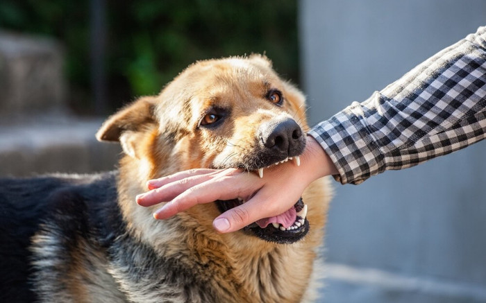 Bị chó cắn vào tay nhưng không đi tiêm, người đàn ông nhận hậu quả đắt giá Ảnh 2