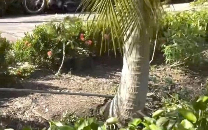 Buổi hái dừa định mệnh và tai nạn thương tâm của đôi vợ chồng nghèo Ảnh 2