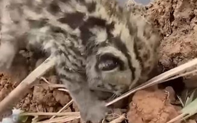 Tìm thấy thứ này lúc đào đất, chàng trai được khuyên nên báo cơ quan chức năng Ảnh 2