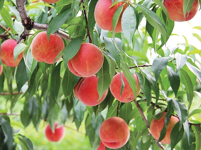  Những loại quả ý nghĩa nên có trên mâm cúng Rằm tháng 7? Ảnh 6