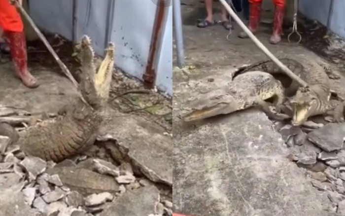 3 con cá sấu bất ngờ chui lên từ vỉa hè nứt nẻ, người dân xung quanh hốt hoảng Ảnh 2