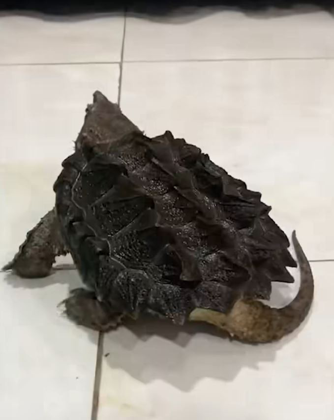 Nhiều dân mạng sau khi xem xong đoạn clip cho rằng, con rùa vừa bò vào nhà là giống rùa cá sấu rất nguy hiểm, có lực cắn mạnh. Ảnh cắt từ clip