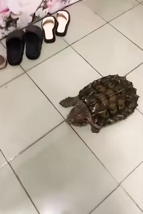 Trời đổ mưa lớn, một con rùa bất ngờ chầm chậm bò vào nhà. Ảnh cắt từ clip