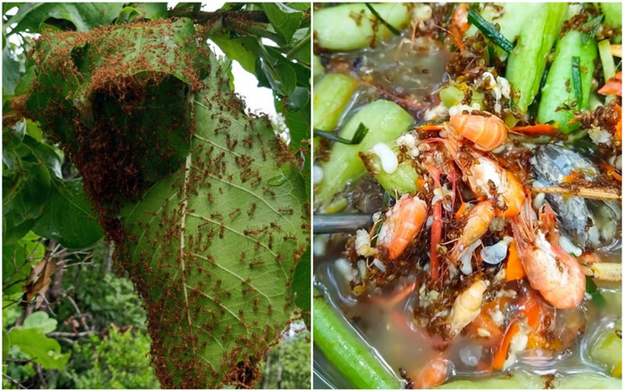 Đặc sắc món canh chua kiến vàng của bà con Ê đê Ảnh 2