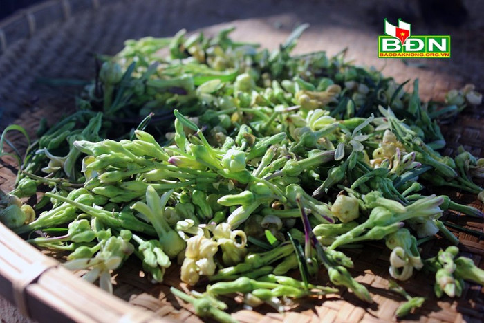 Loài hoa có tên djam tang, nguyên liệu khá đặc biệt để nấu món canh chua kiến vàng. Ảnh: báo Đăk Nông
