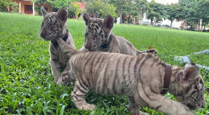 Cá thể hổ con tại khu du lịch sinh thái Vườn Xoài (Ảnh: Khu du lịch Vườn Xoài)