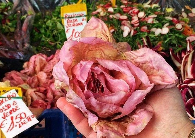 Rau diếp hồng hay xà lách hồng là loại rau mới xuất hiện thời gian vừa qua. Loại rau này giống như một chiếc bắp cải đỏ với trọng lượng cực nhẹ, vị đắng hơn một chút. 