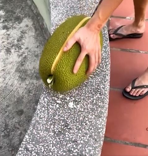 Ngay khi về nhà, thanh niên liền háo hức bổ quả mít ra