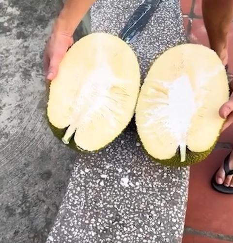 Khi quả mít vừa được bổ đôi, thanh niên liền 'đứng hình' khi bên trong không có một múi nào mà chỉ toàn xơ là xơ
