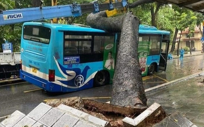 Cây cổ thụ bất ngờ bật gốc đè trúng xe buýt đang chạy giữa phố Hà Nội Ảnh 2